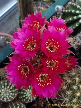 Echinopsis Hybride 031